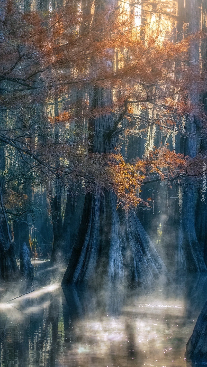 Cyprysy w jeziorze Caddo Lake