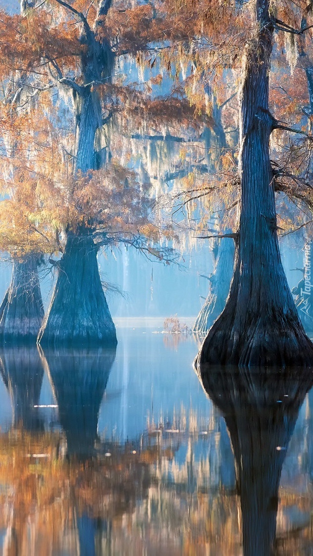 Cyprysy w jeziorze Caddo Lake