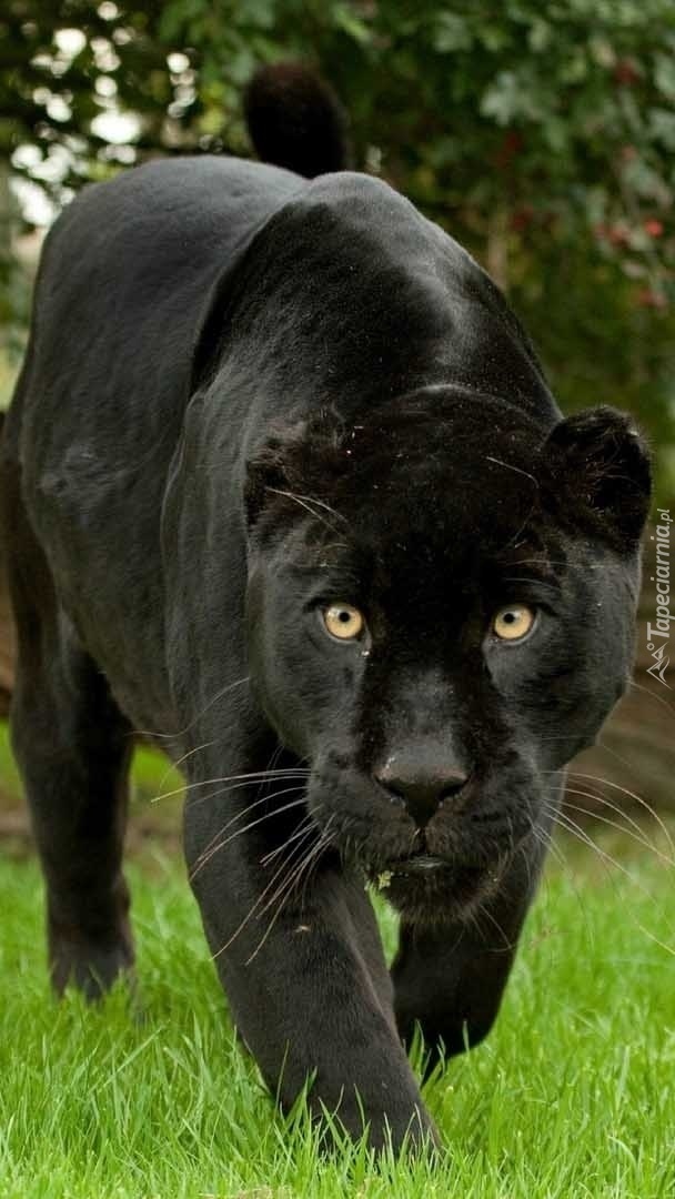 Czarna pantera na łowach