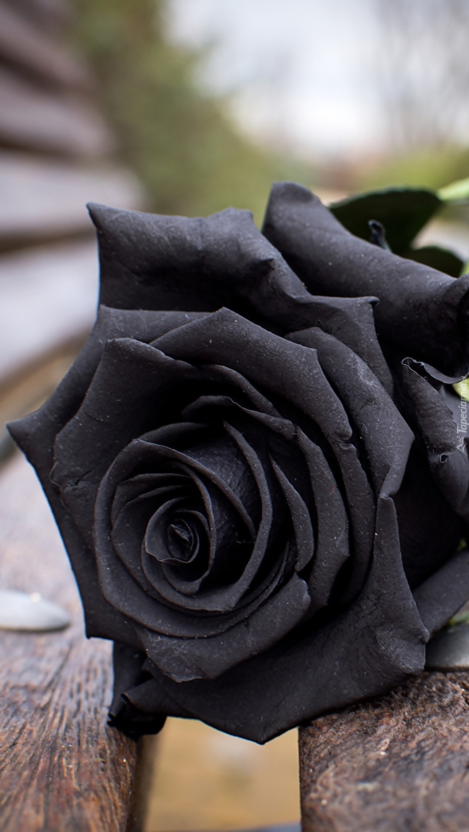Czarna róża na ławce
