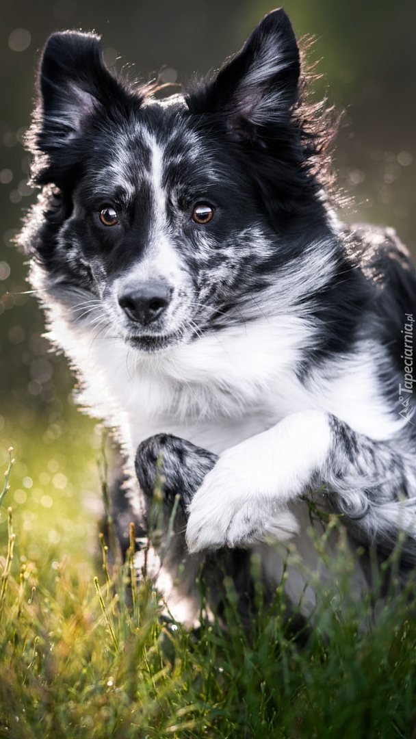 Czarno-bały border collie