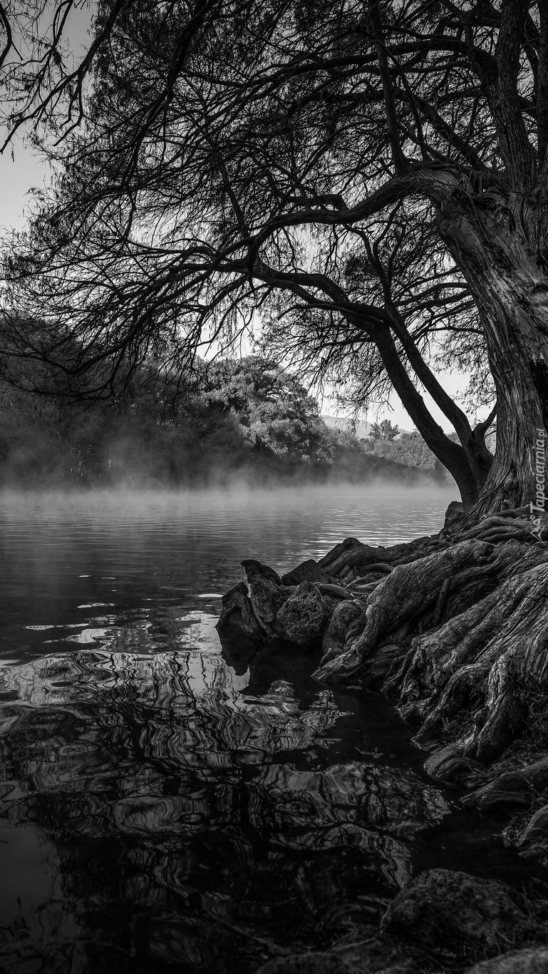 Czarno-biała fotografia rzeki i drzewa