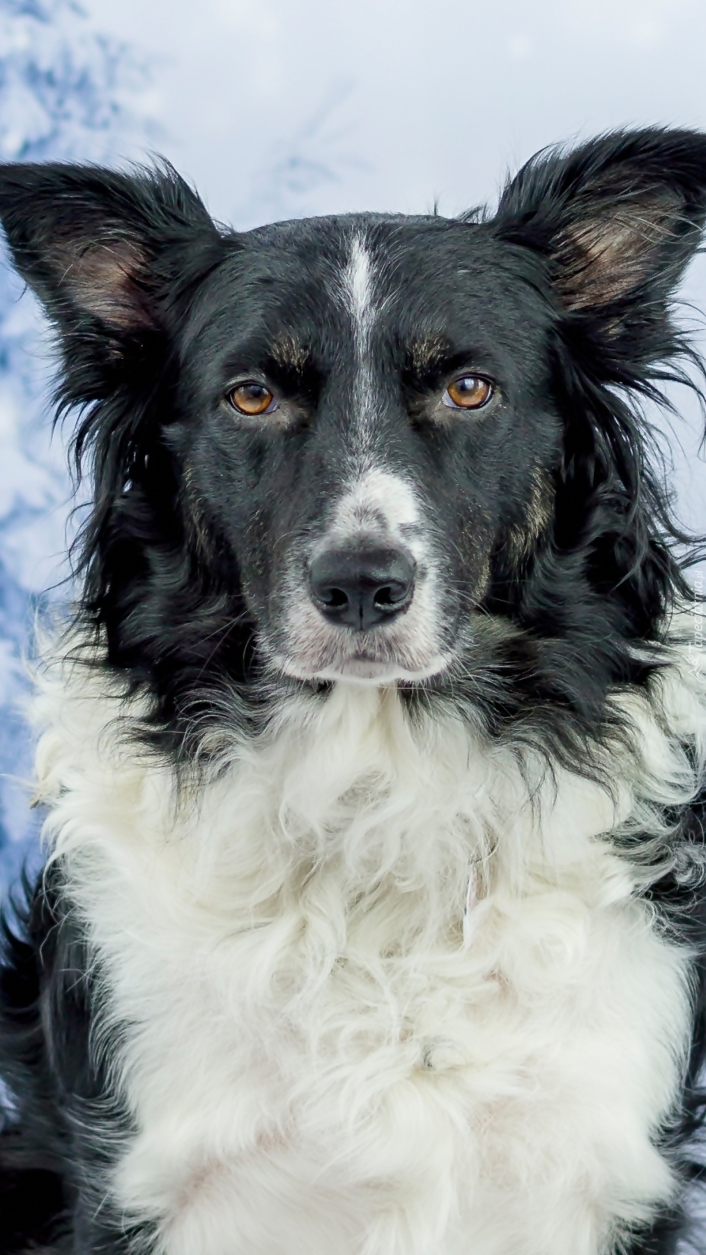 Czarno-biały border collie