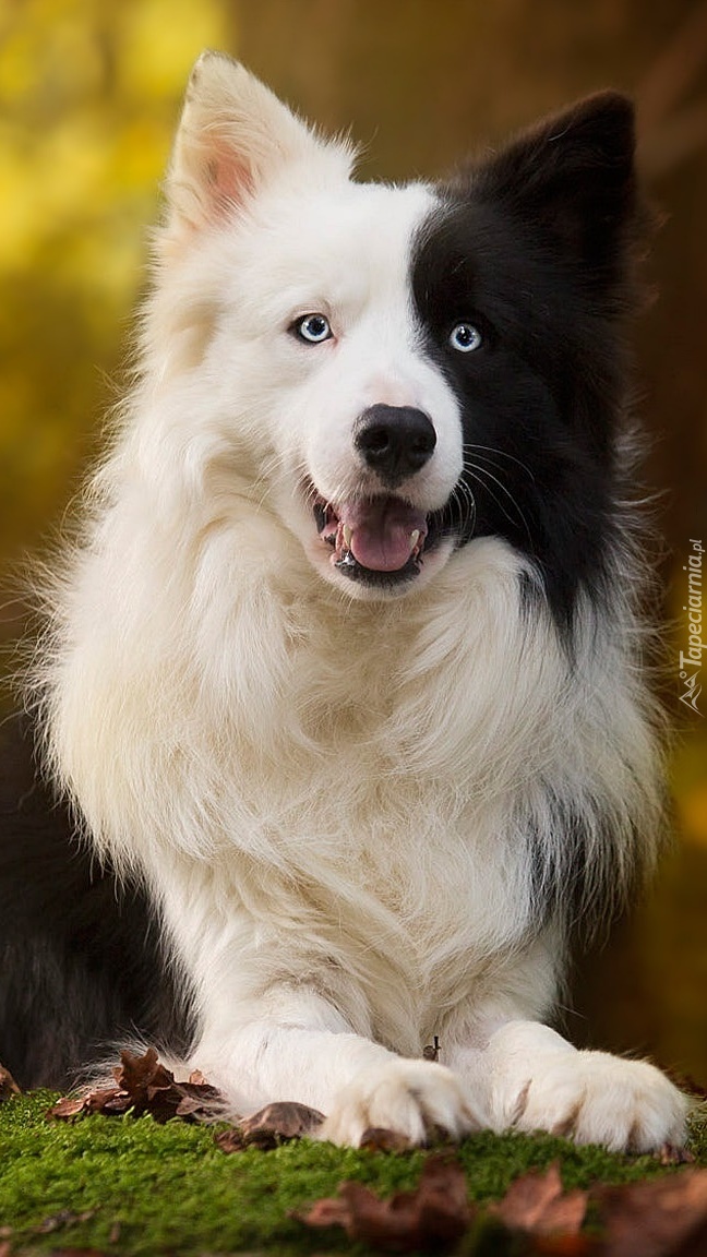 Czarno-biały border collie