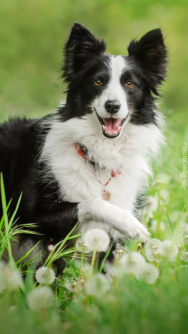 Czarno-biały border collie