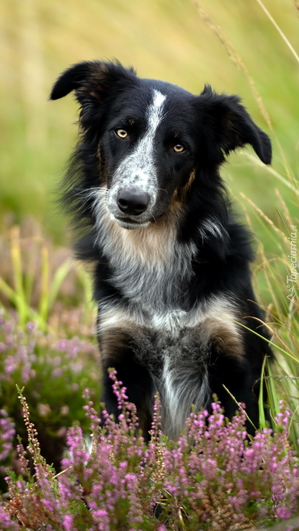 Czarno-biały border collie