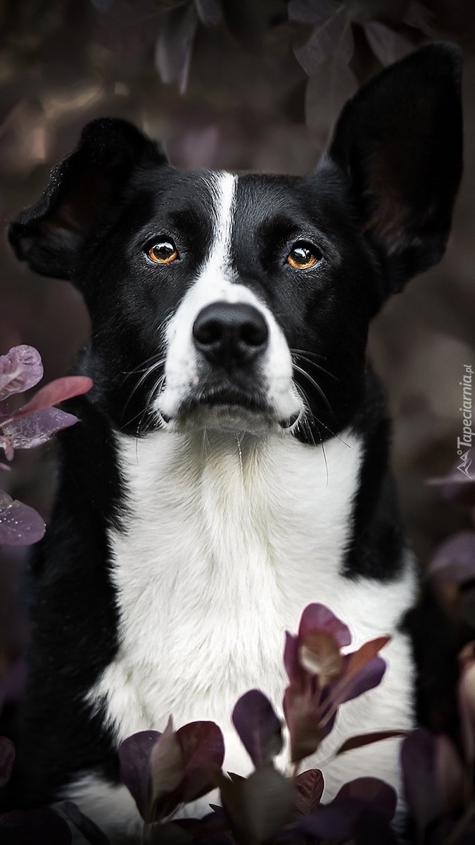 Czarno-biały border collie krótkowłosy