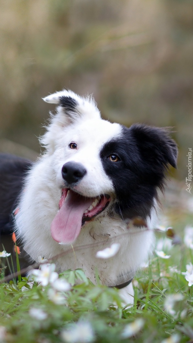 Czarno-biały border collie