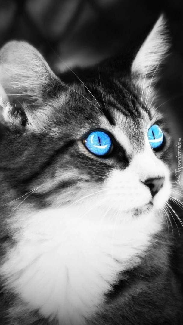 Czarno-biały kot o błękitnych oczach