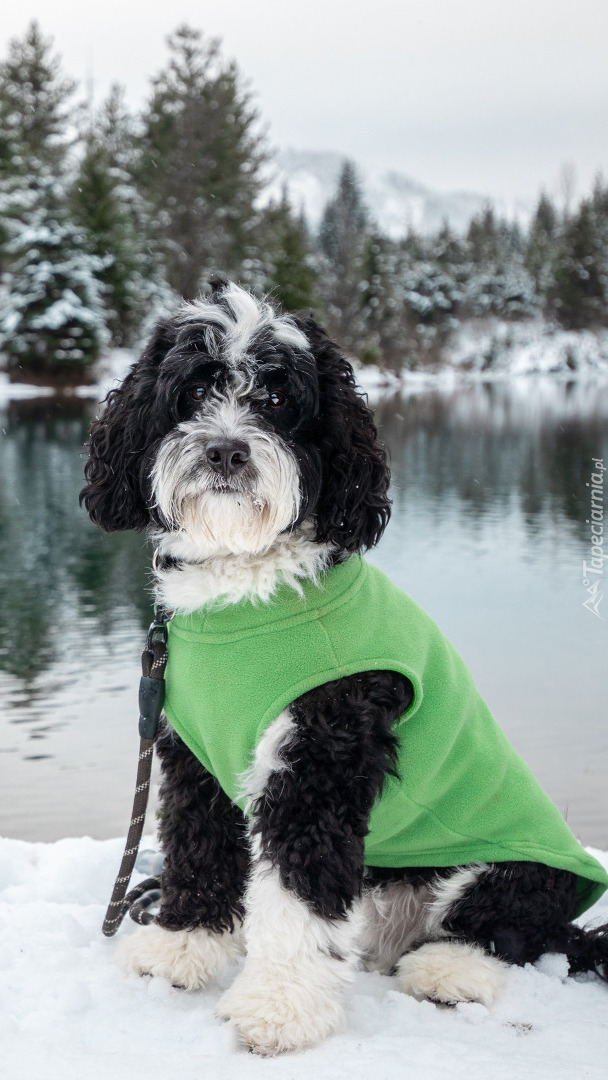 Czarno-biały pies w zielonym ubranku