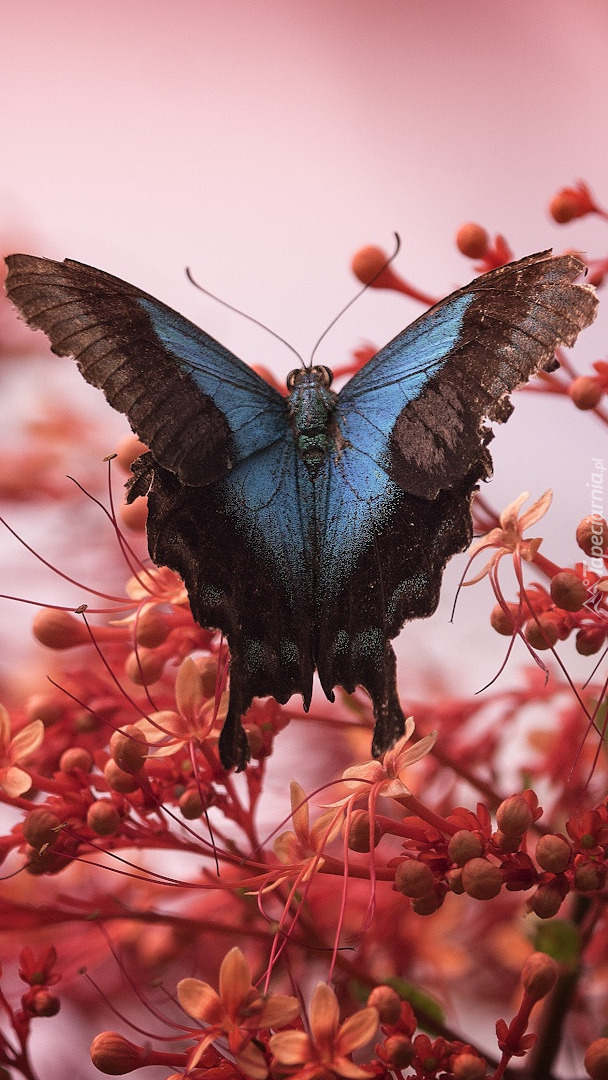 Czarno-niebieski motyl na kwiatach