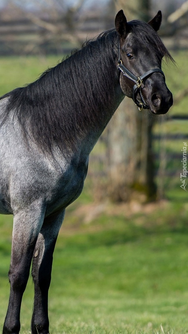 Czarno-siwy koń