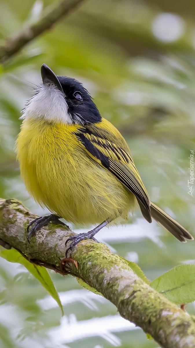 Czarno-żółty ptak na gałązce