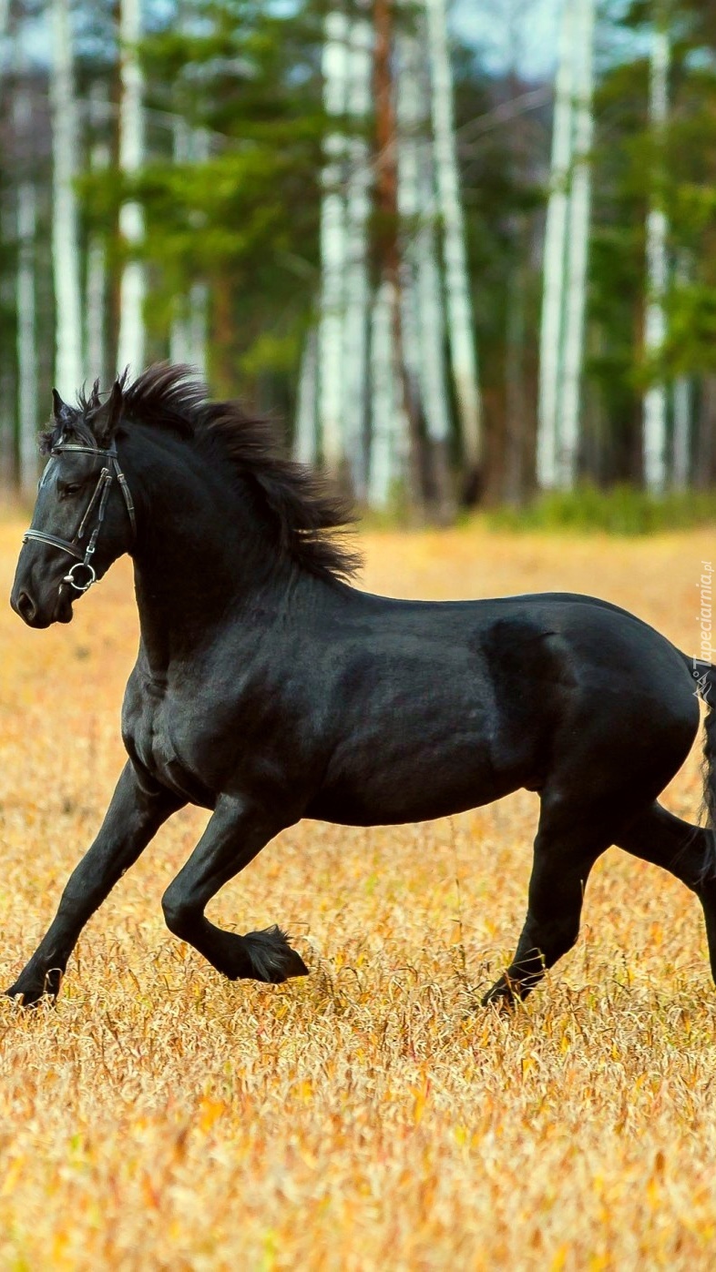 Czarny koń biegający po łące obok lasu