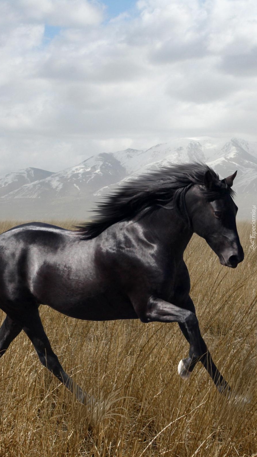 Czarny koń na trawie