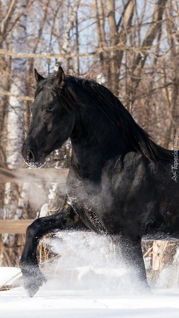Czarny koń stąpa po śniegu