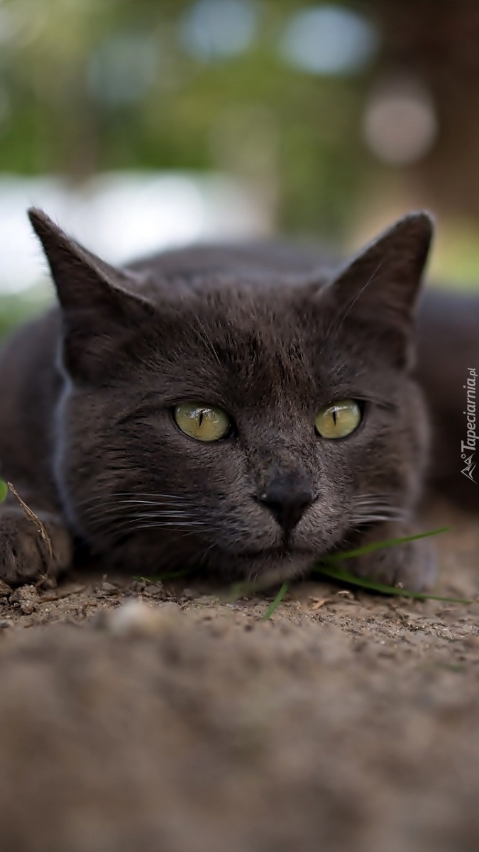 Czarny kot leżący na ziemi