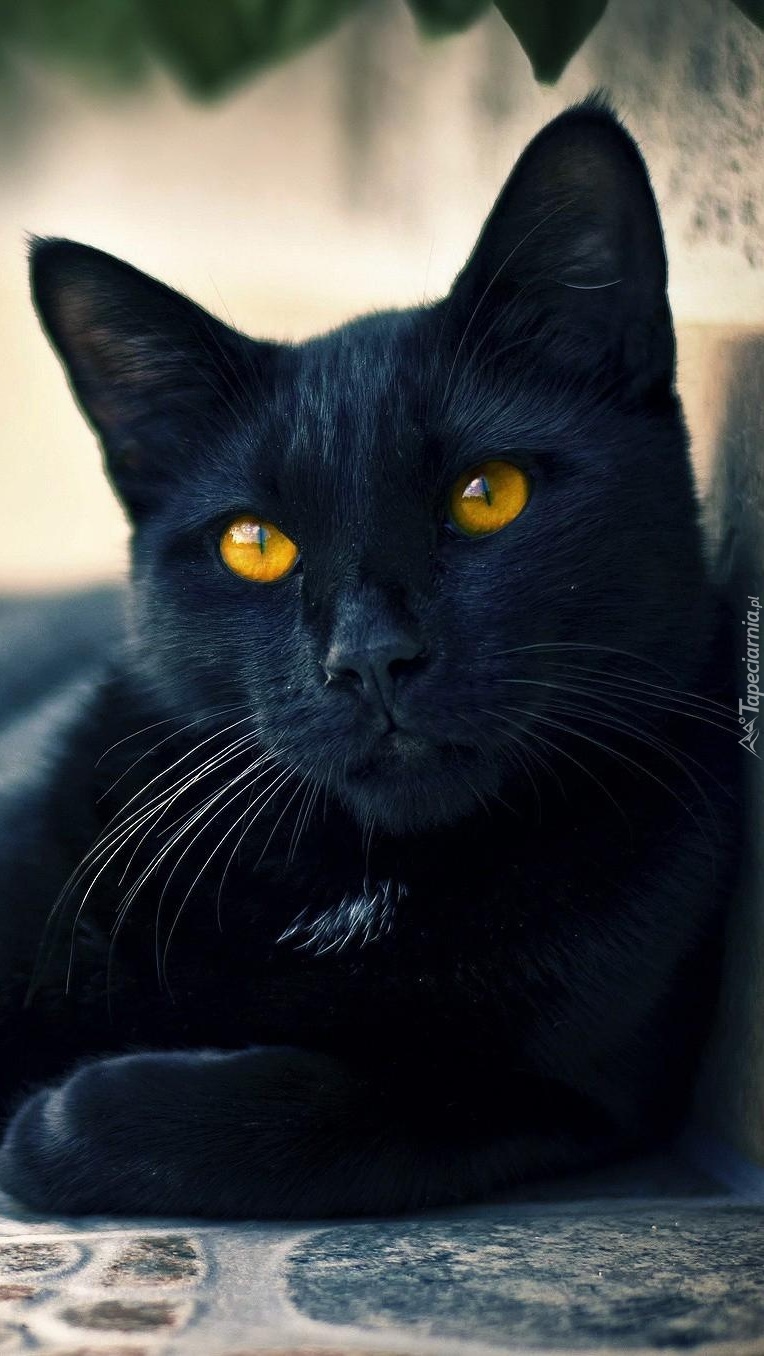 Czarny kot o złotych oczach
