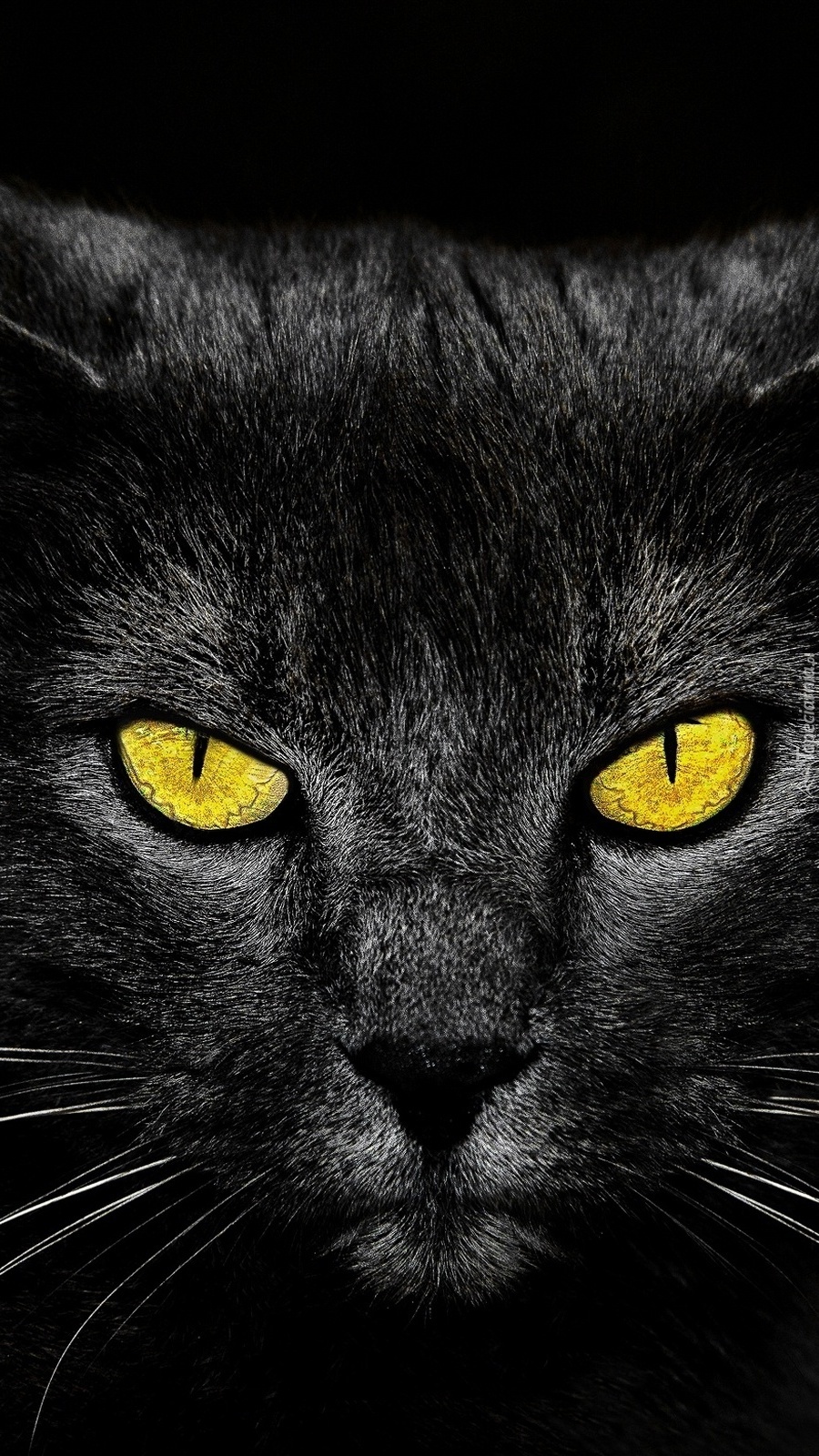 Czarny kot o żółtych oczach