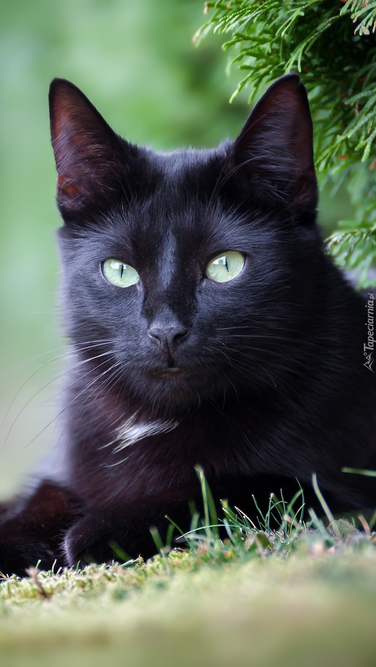 Czarny kot w trawie