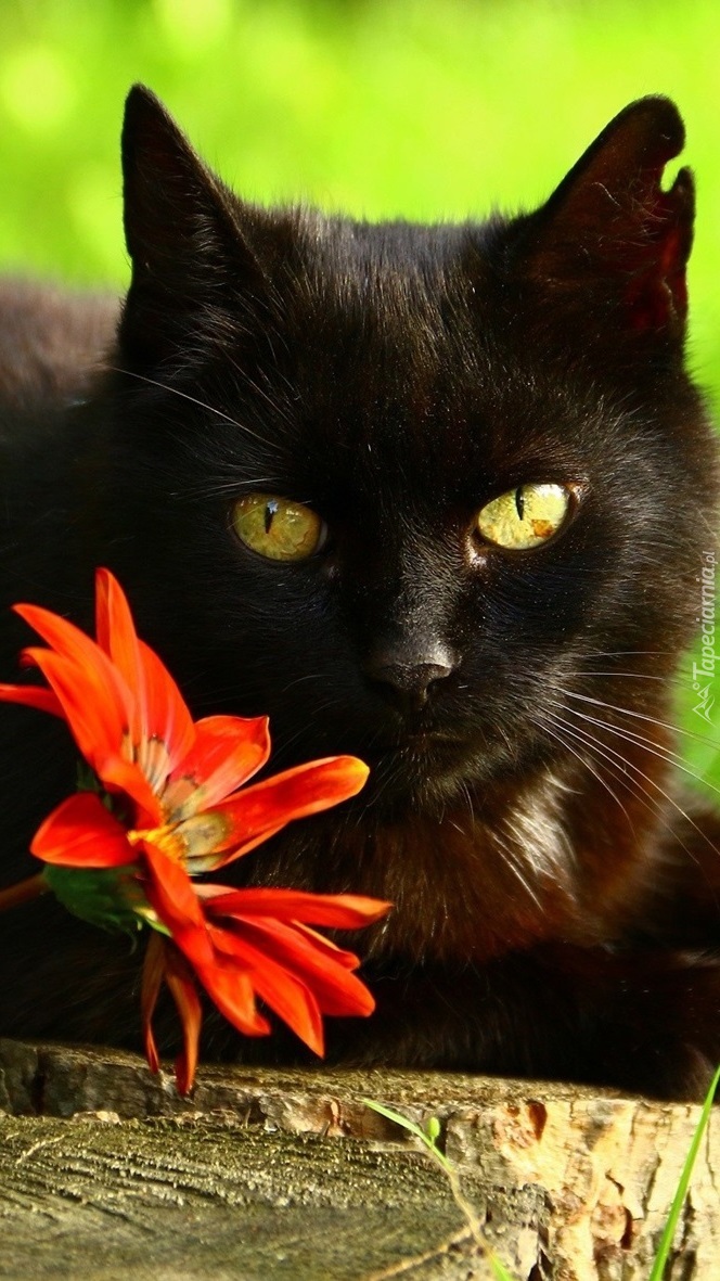 Czarny kot z gerberą