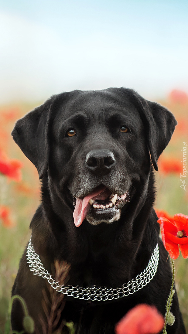 Czarny labrador retriever