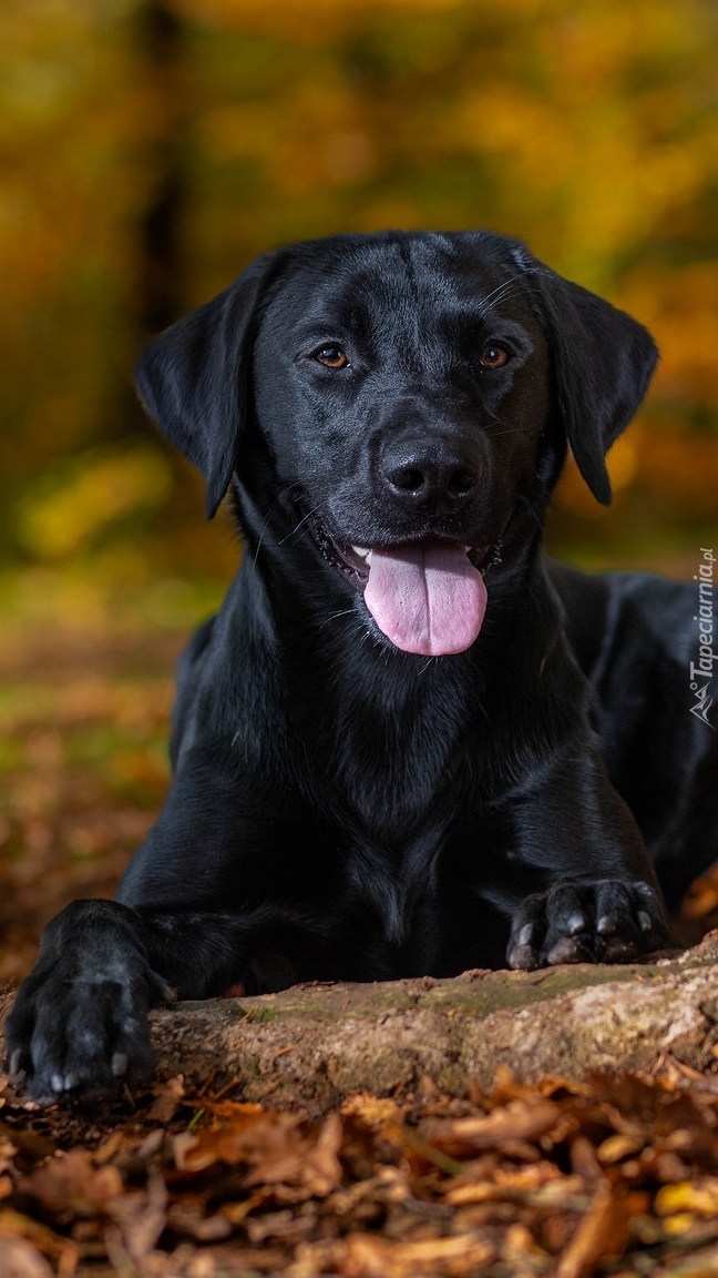 Czarny labrador retriever