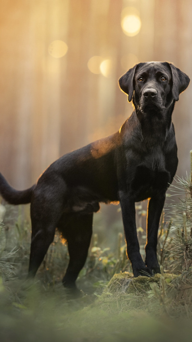 Czarny labrador retriever w lesie