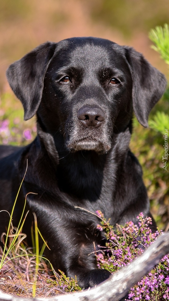 Czarny labrador retriever