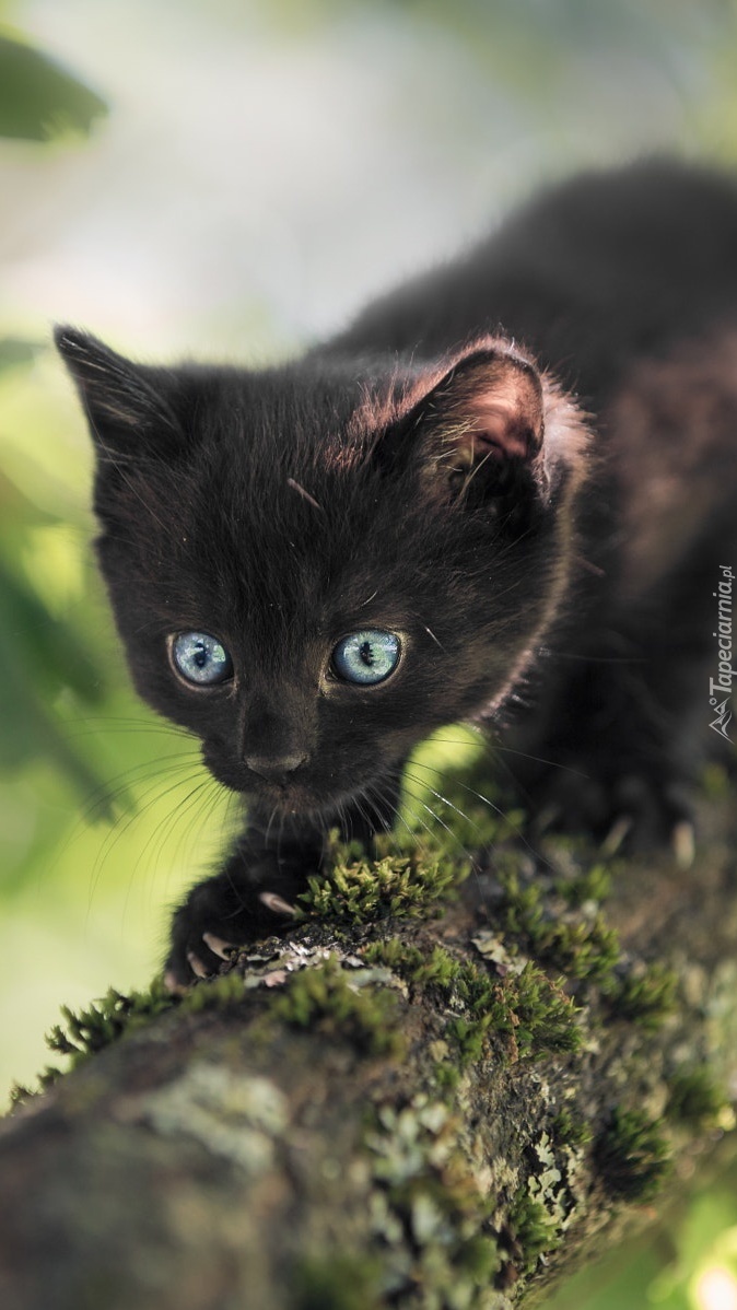 Czarny mały kotek na drzewie