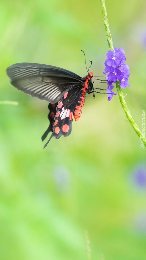 Czarny motyl