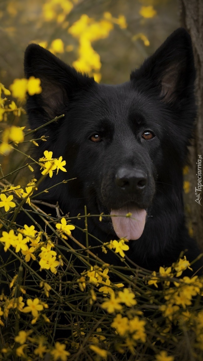 Czarny owczarek niemiecki z kwiatkami