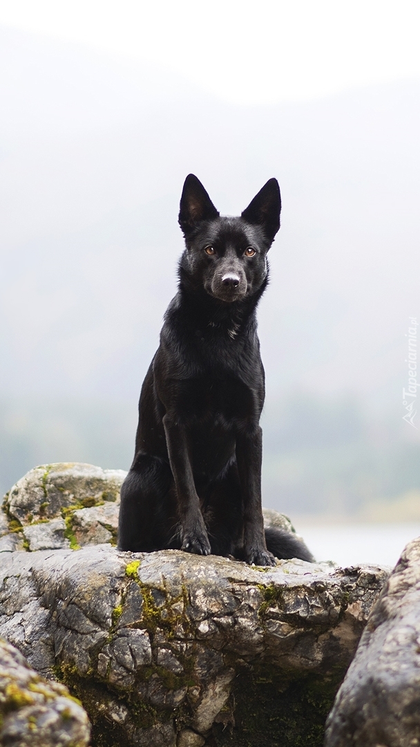 Czarny pies na skale