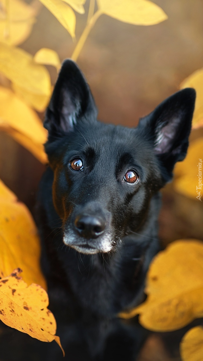 Czarny pies na tle żółtych liści