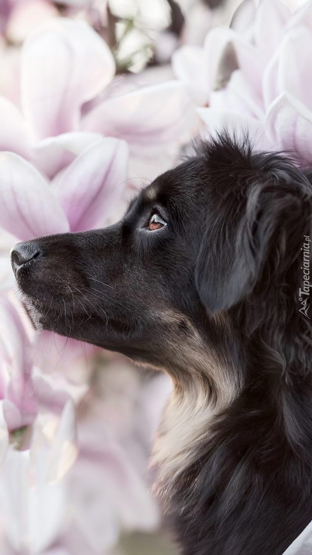 Czarny pies obok kwiatów magnolii