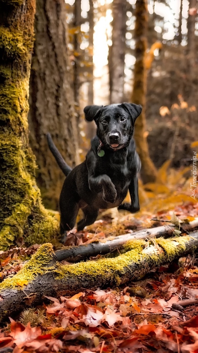 Czarny pies w lesie