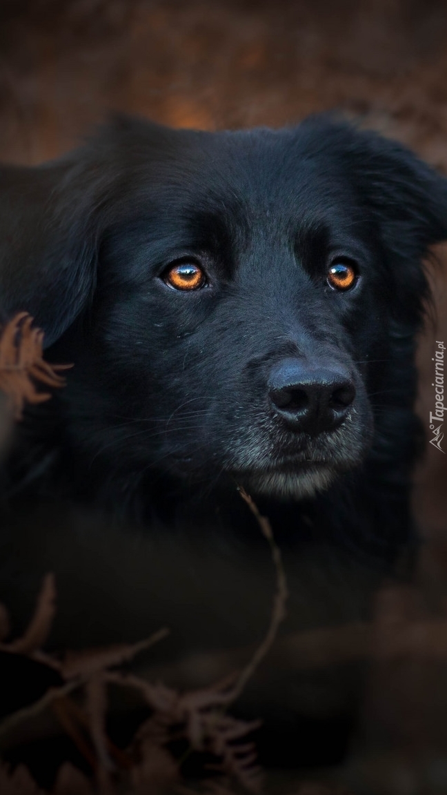 Czarny pies z miodowymi oczami