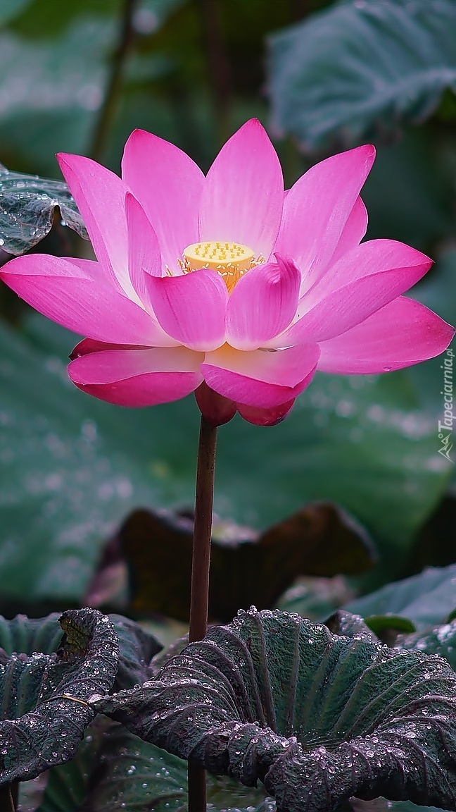 Czarodziejski kwiat lotosu