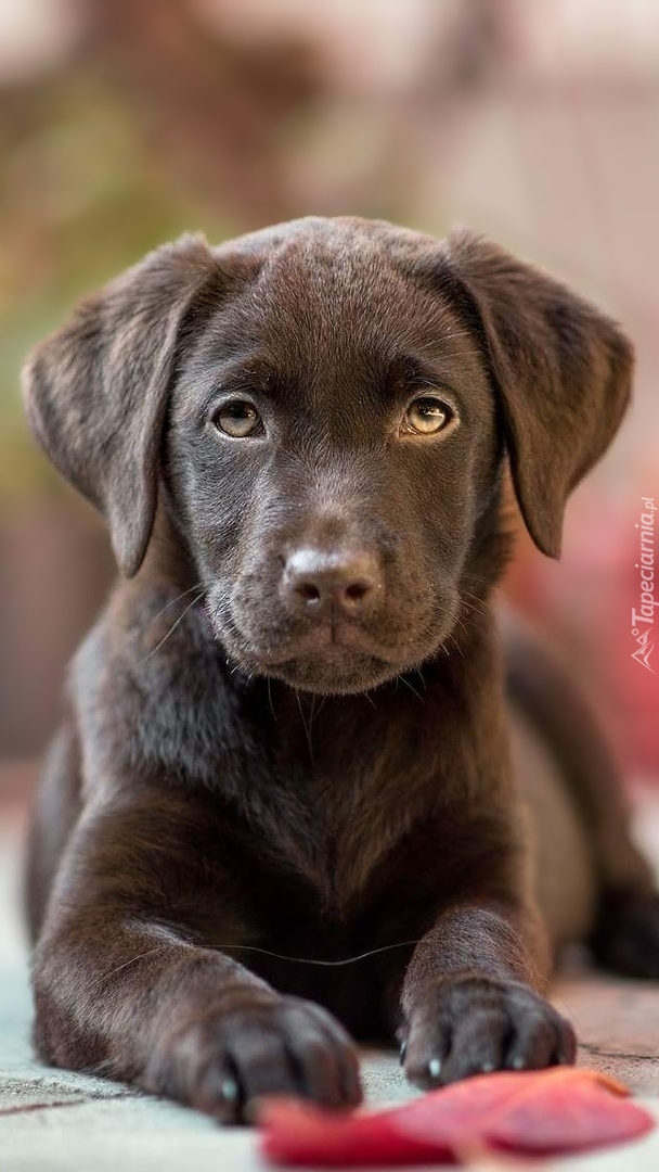 Czekoladowy labrador leżący na chodniku