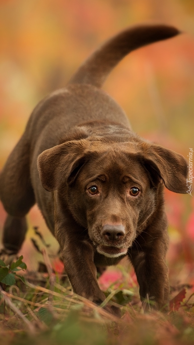 Czekoladowy labrador retriever