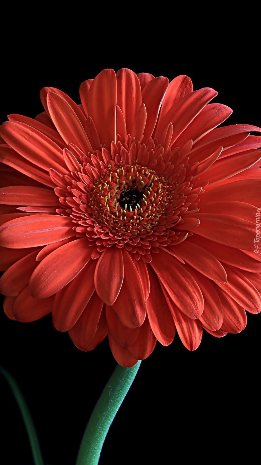 Czerwona gerbera