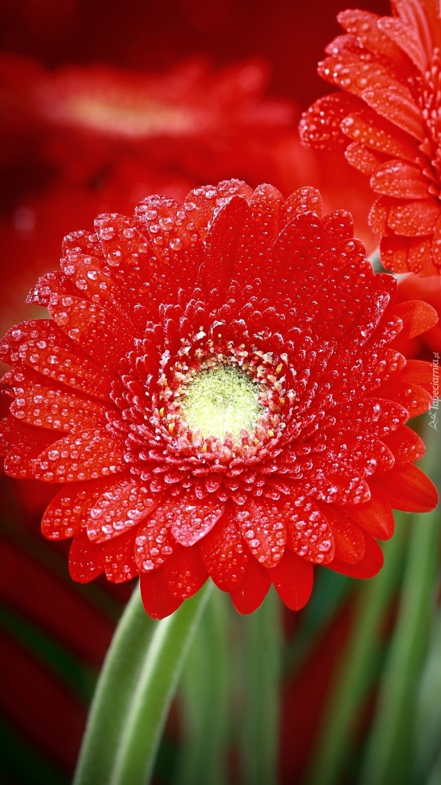 Czerwona gerbera