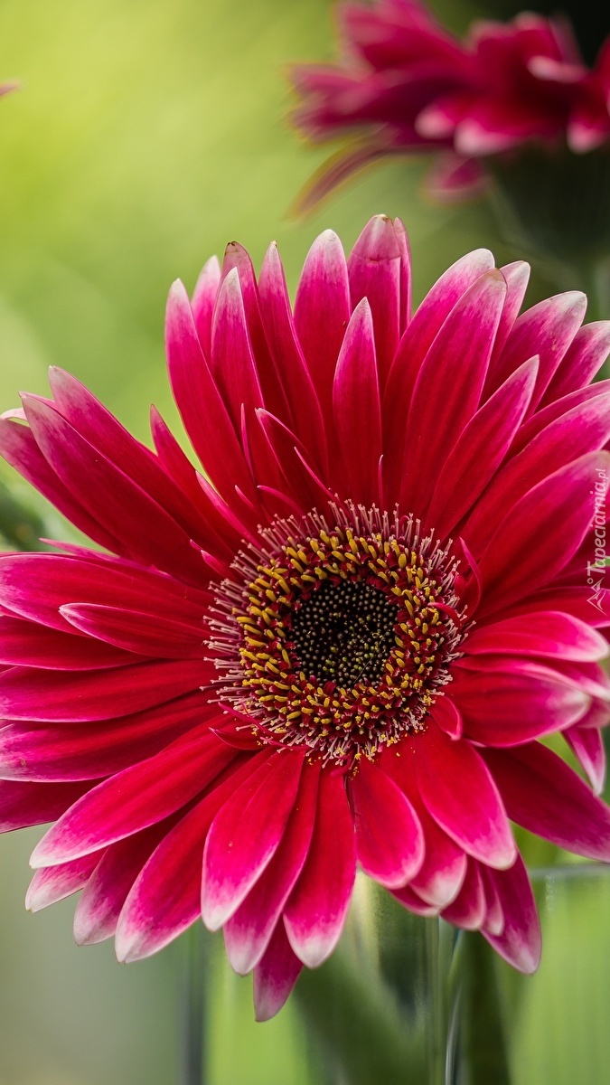 Czerwona gerbera