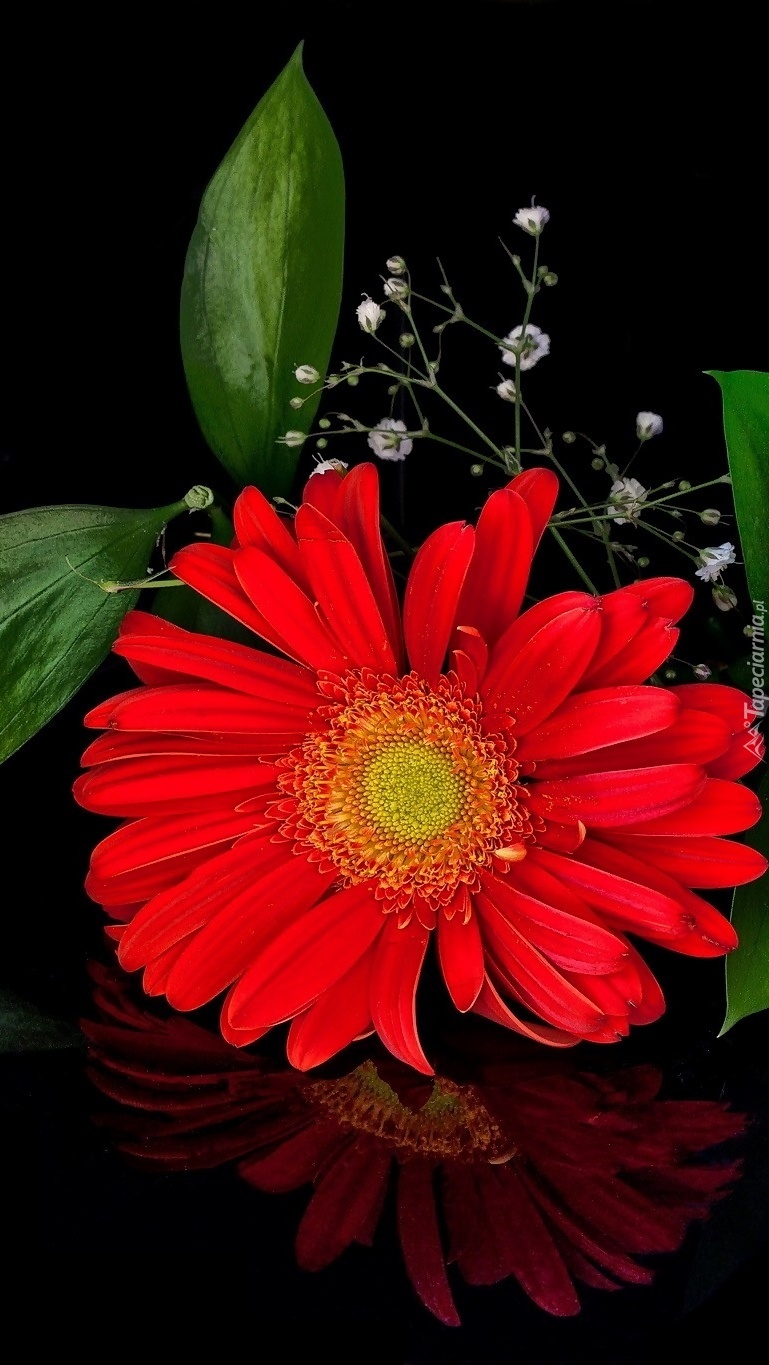 Czerwona gerbera w bukiecie