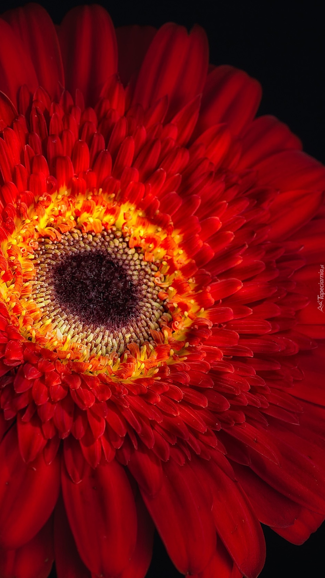 Czerwona gerbera