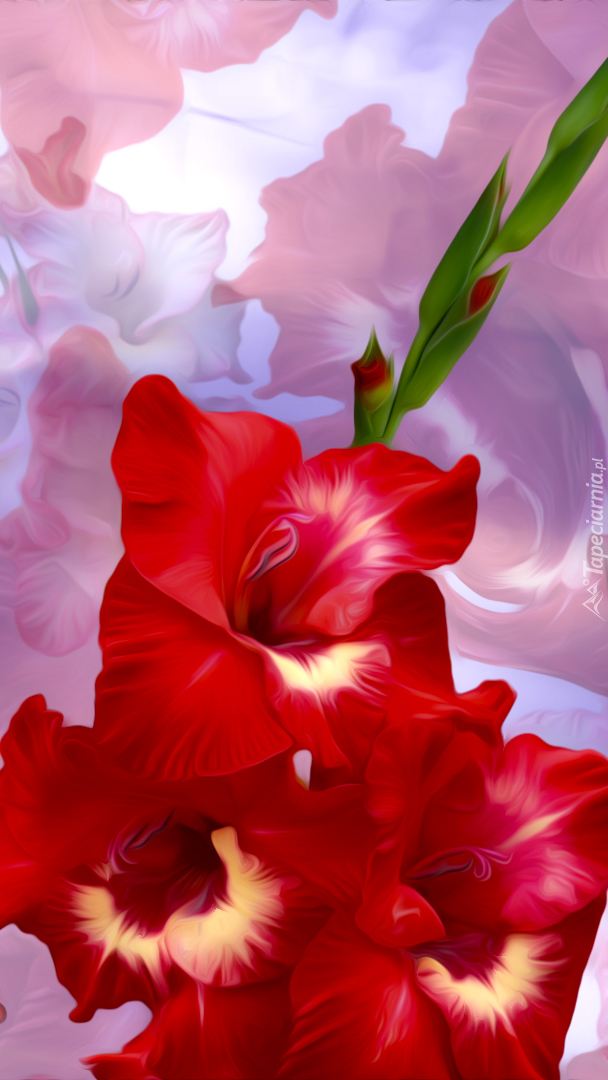 Czerwona gladiola