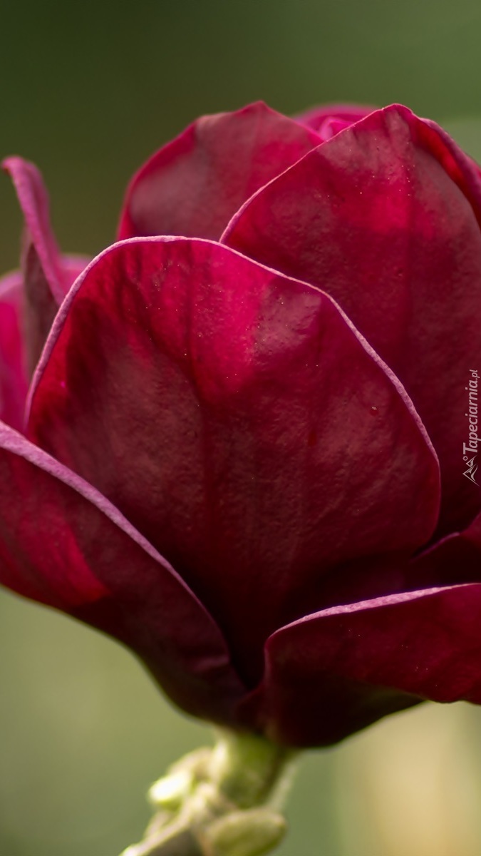 Czerwona magnolia