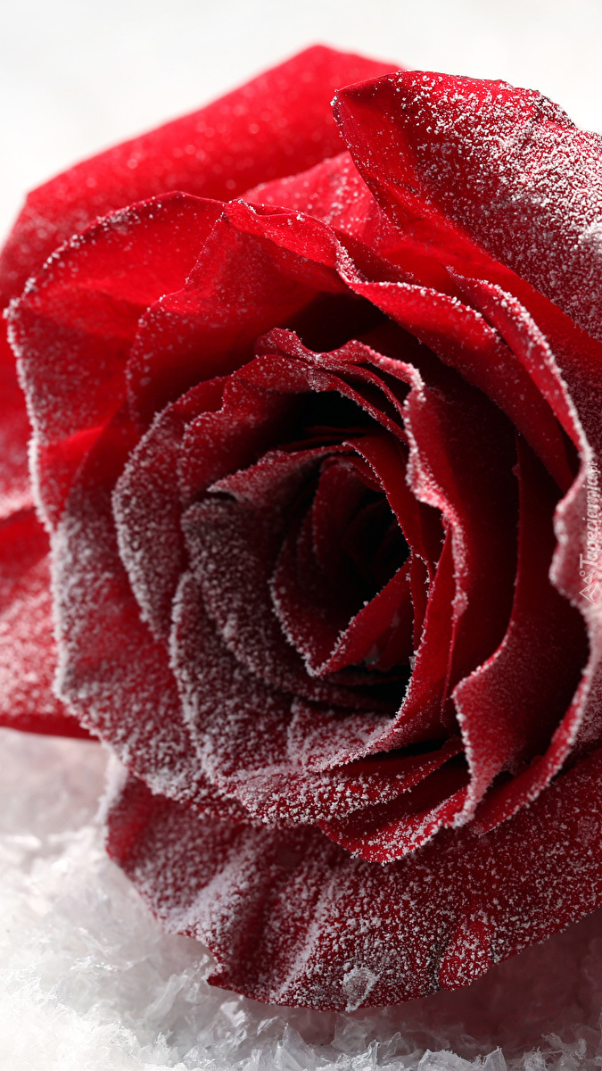 Czerwona oszroniona róża