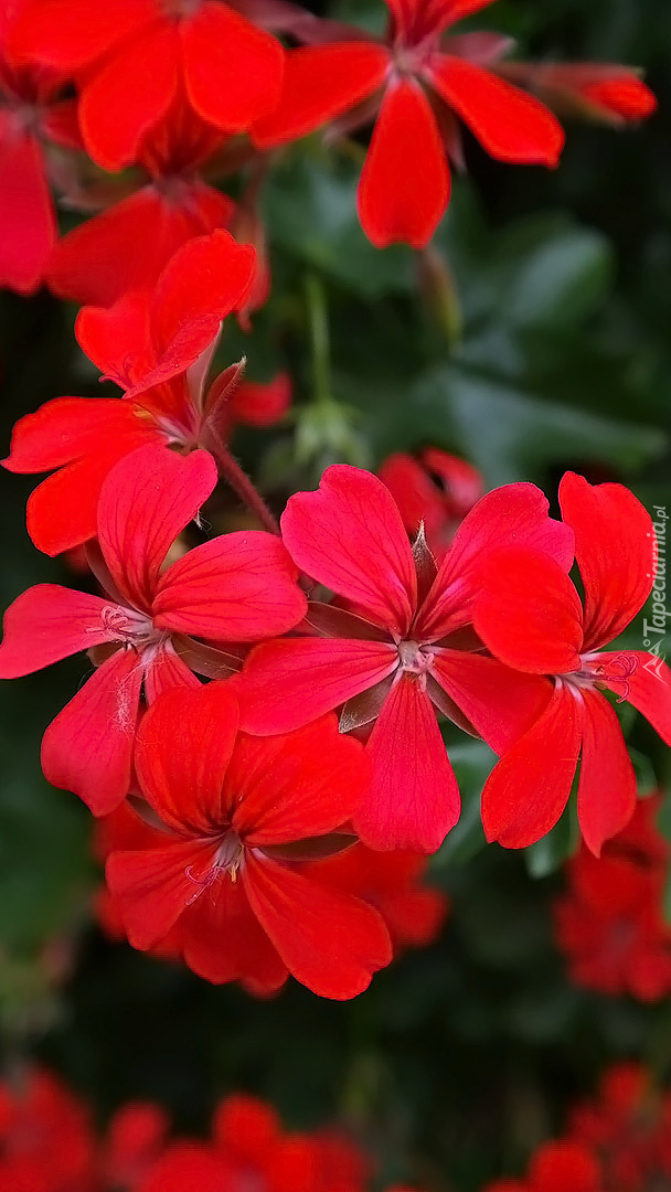 Czerwona pelargonia