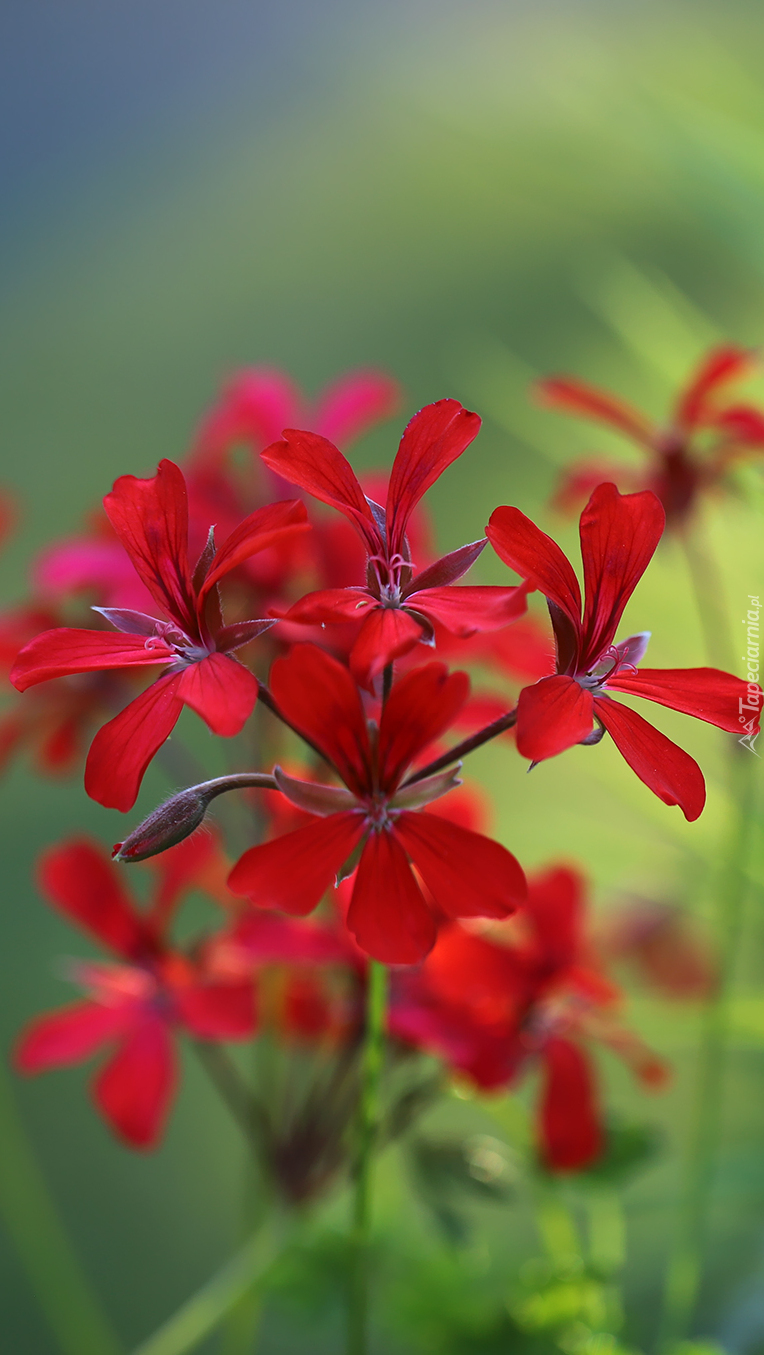 Czerwona pelargonia